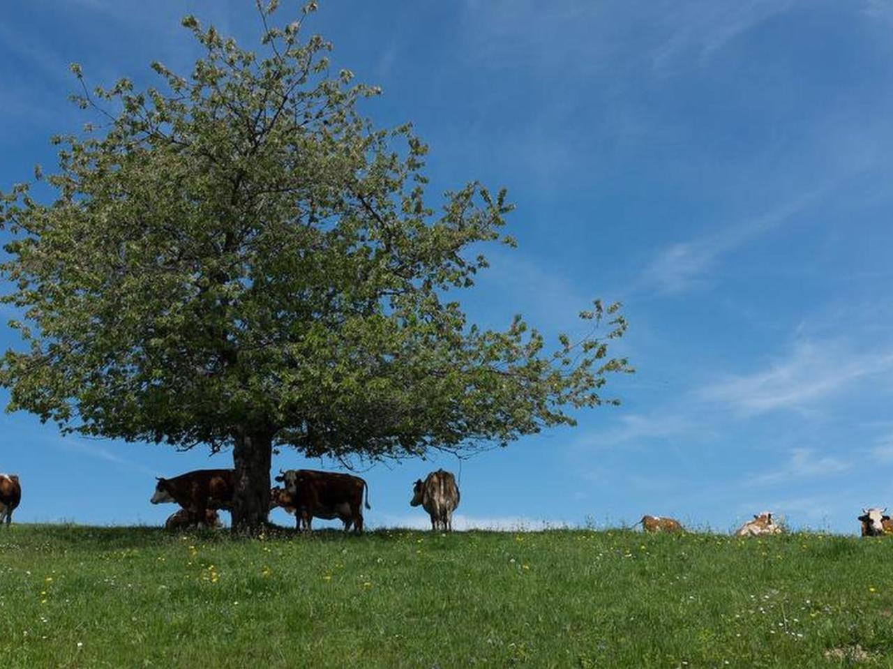 Ferienwohnung Sigmundenhof Schonach im Schwarzwald Exterior foto
